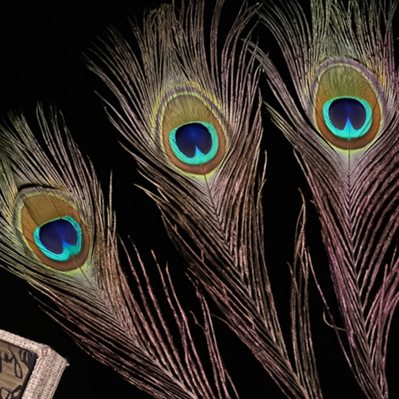 10 Large EYE Peacock Feathers 10"-12" Set of 10 High Quality Feathers - Picture 3 of 5